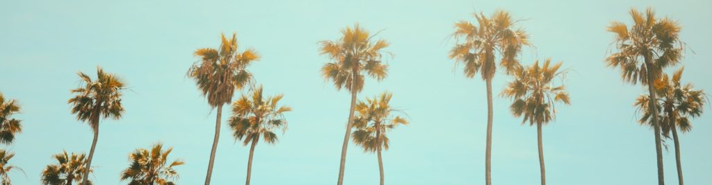 california palm trees