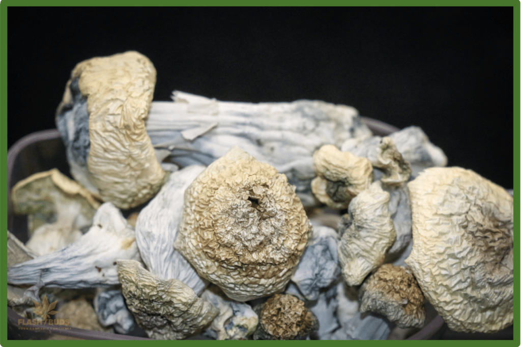 Dreid Albino Goodies mushroom