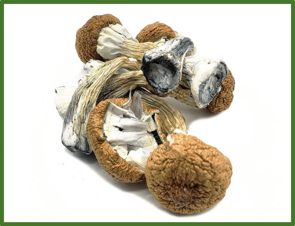 Dried Blue Meanies Mushroom