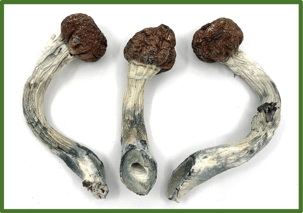 Dried Penis Envy Mushroom