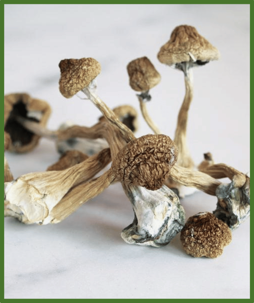 Psilocybe cubensis mushroom