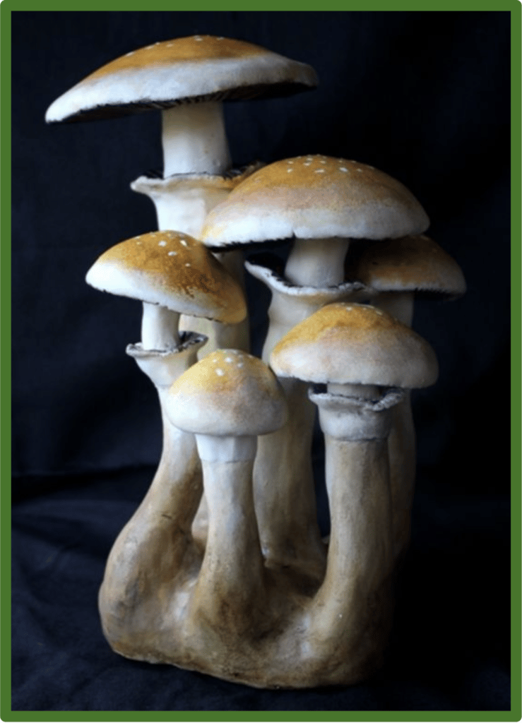 Fresh Psilocybe cubensis mushroom