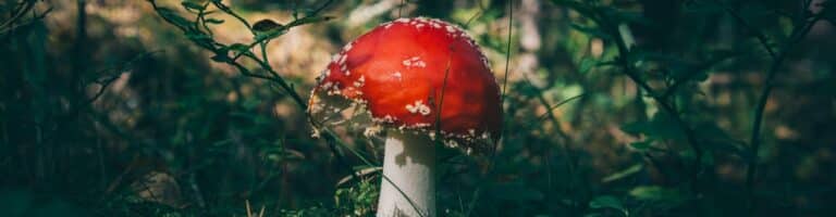 Is it Safe to Mix Psychedelics With Syrian Rue
