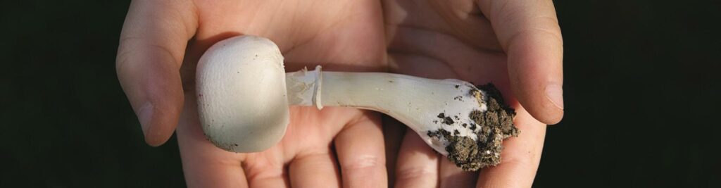 Determining Therapeutic Psilocybin Dosages