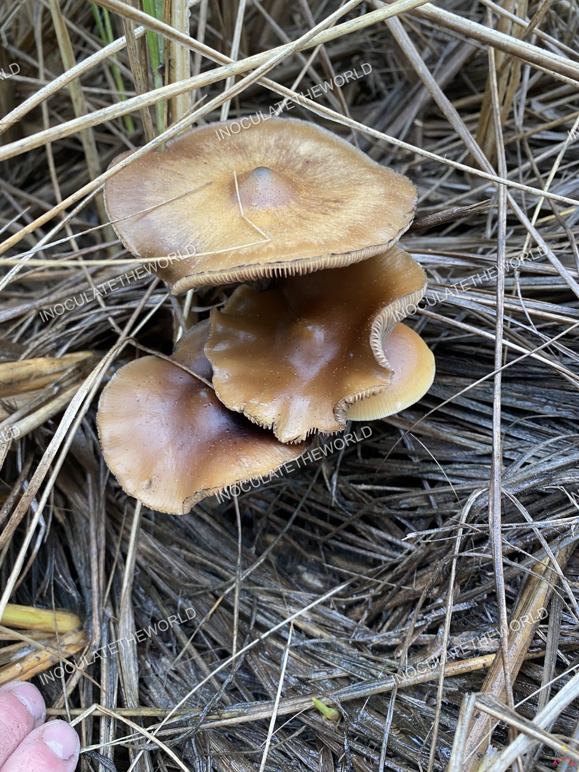 Psilocybe Azurescens Mushrooms