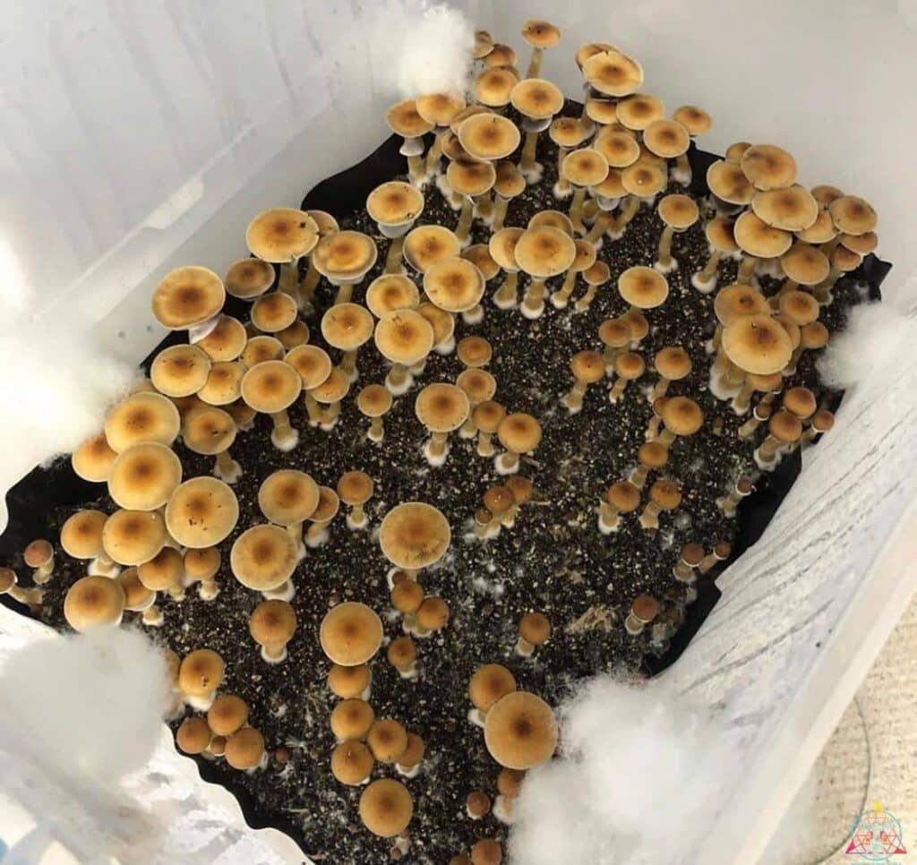 Alcabenzi Psilocybin Magic Mushroom Strain