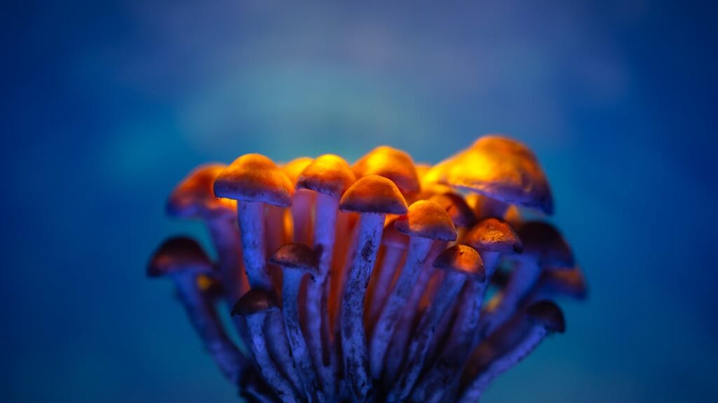 what is psilocybin
