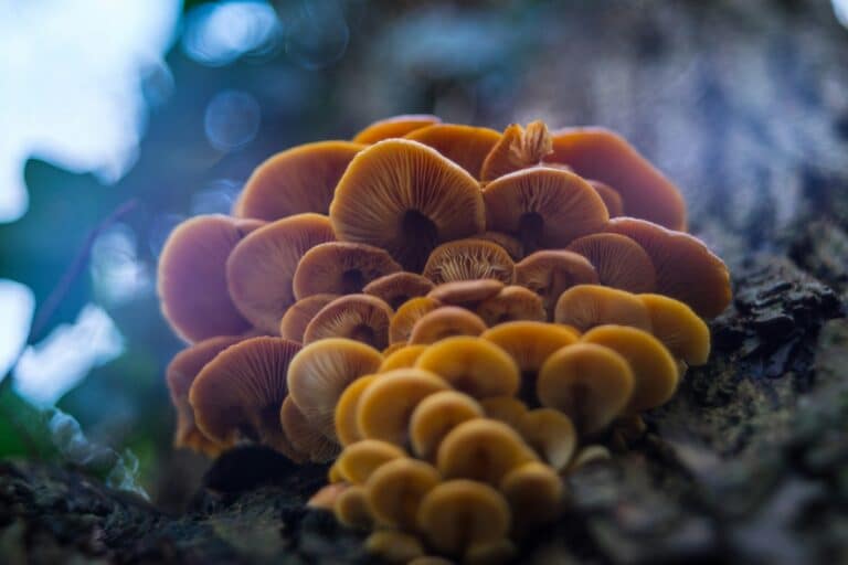 how to take psilocybin mushrooms safely