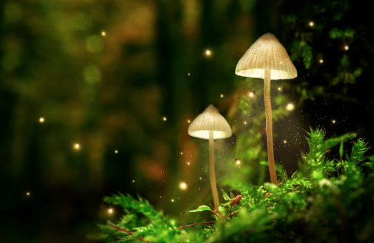 psychedelic trends